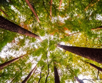 beautiful landscape big tree forest with low angel view